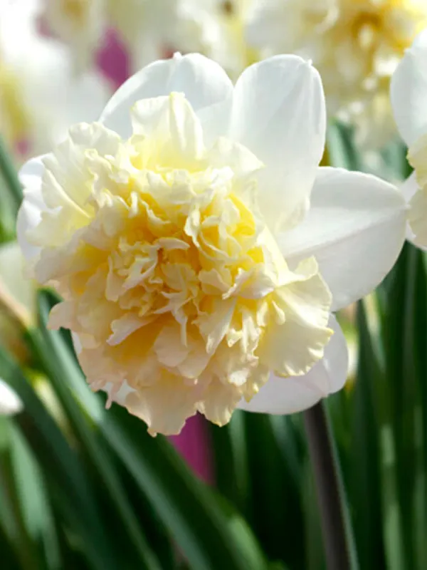 Нарцис махровий Ice King 12/14