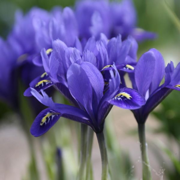 Ірис карликовий Harmony (reticulata) 3 шт в упаковці