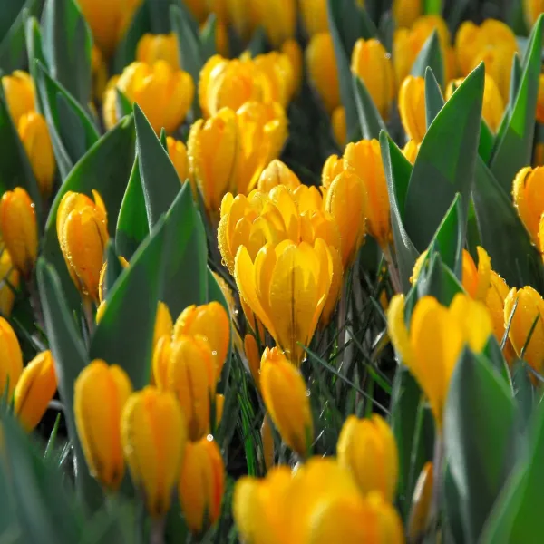 Крокус Golden Yellow 9-10