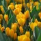 Крокус Golden Yellow 9-10