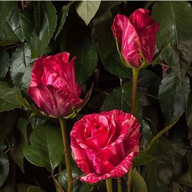 Саджанці троянди чайно- гібридної Пінк Інтуішн (Pink Intuition)