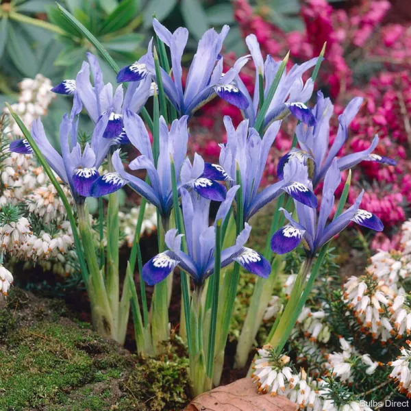 Ірис карликовий Clairette (reticulata) 3 шт в упаковці