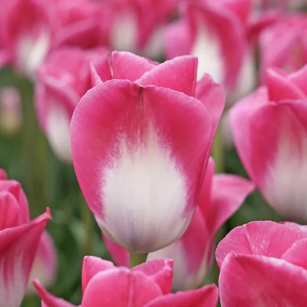 Тюльпан тріумф  Memphis 12+