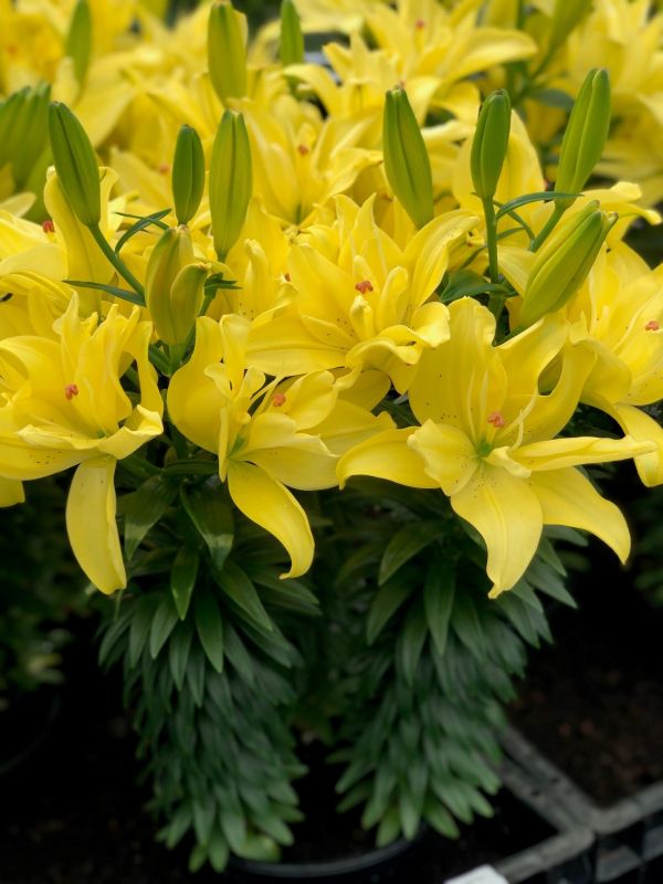 Лілія Luna Crosscourt (18-20)