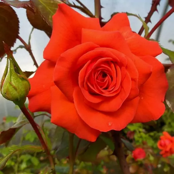 Саджанці плетистої троянди Саліта