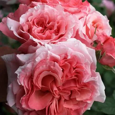 Саджанці троянди паркової Лорен Каброль (Laurent Cabrol)