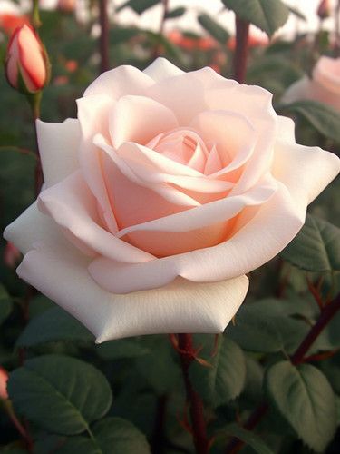 Саджанці троянди чайно- гібридної Клер Оушн (Clear ocean)