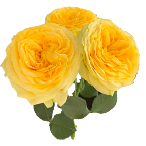 Саджанці троянди англійської Лемон Помпон  (Lemon Pompon)