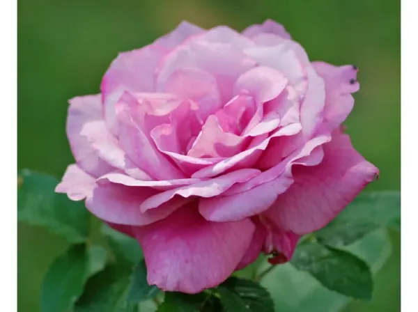 Саджанці троянди чайно-гібридної  Блю Парфюм (Blue Parfum)