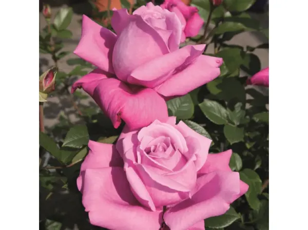 Саджанці троянди чайно-гібридної  Блю Парфюм (Blue Parfum)