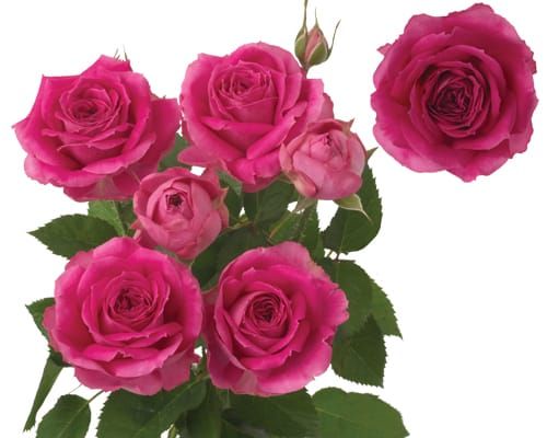 Саджанці троянди - спрей Фуксія (Fuchsia)