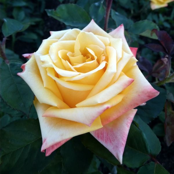 Саджанці троянди чайно-гібридної Мохана (Mohana)