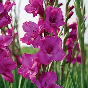 Гладіолус Avrora (12-14)