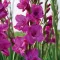 Гладіолус Avrora (12-14)