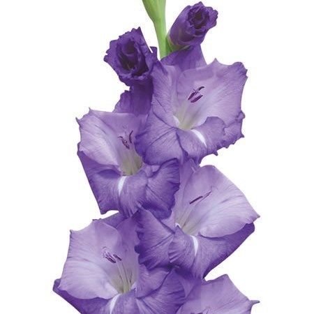 Гладіолус Mojito (12-14)