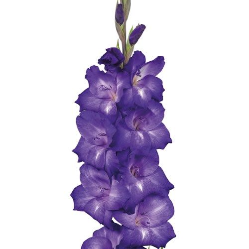 Гладіолус Performer (12-14)