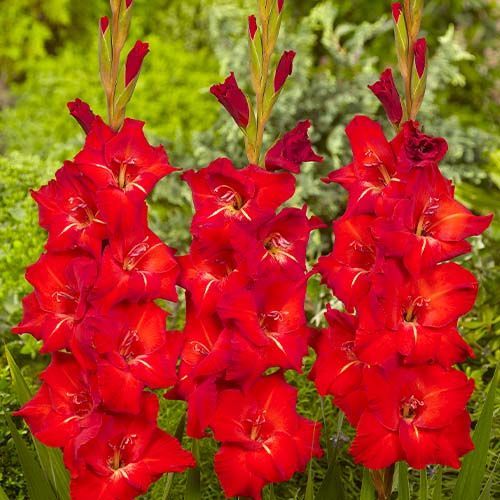 Гладіолус Chinon (12-24)