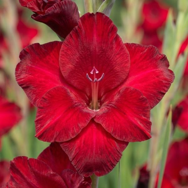 Гладіолус Fat Boy (12-14)