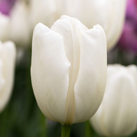 Тюльпан тріумф Hakuun (Triumph Group) 12+