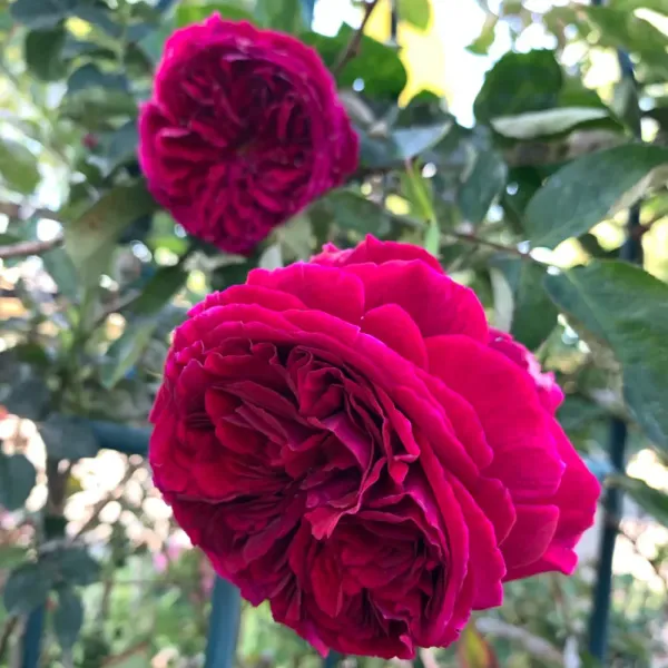 Саджанці троянди англійської Фальстаф (Falstaff)