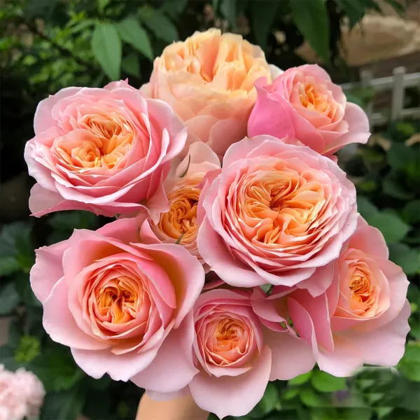 Саджанці троянди  англійської Пінк Вувузела (Pink Vuvuzela)