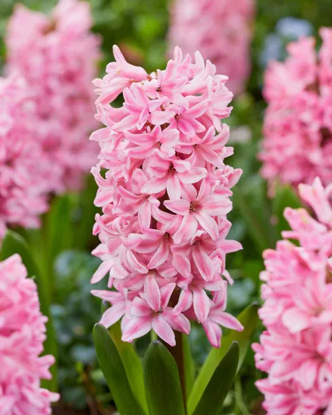 Гіацинт Fondant 17-18