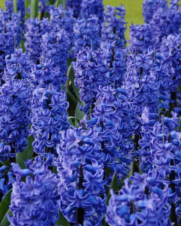 Гіацинт Blue Star 17-18
