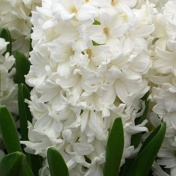 Гіацинт Aiolos 17-18