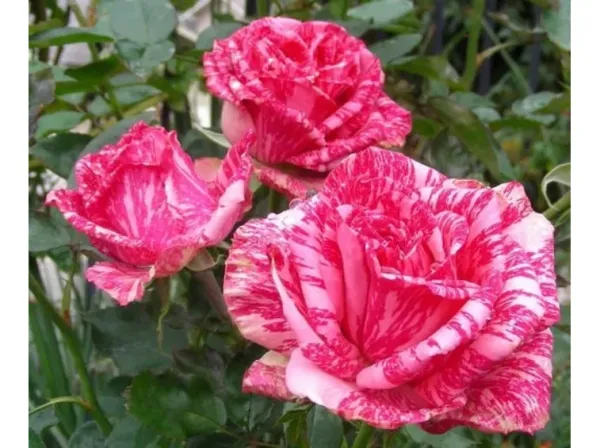 Саджанці троянди чайно- гібридної Пінк Інтуішн (Pink Intuition)