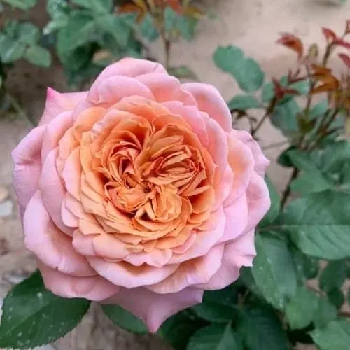 Саджанці троянди паркової Міябі (Miyabi)