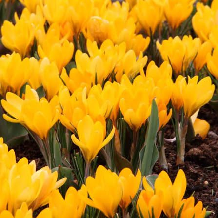 Крокус Golden Yellow 9-10