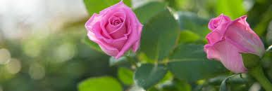 Саджанці троянди чайно-гібридної Аква (aqua)