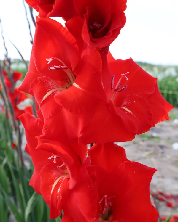 Гладіолус Chinon (12-24)