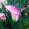 Калла Pink Puppy (20+)