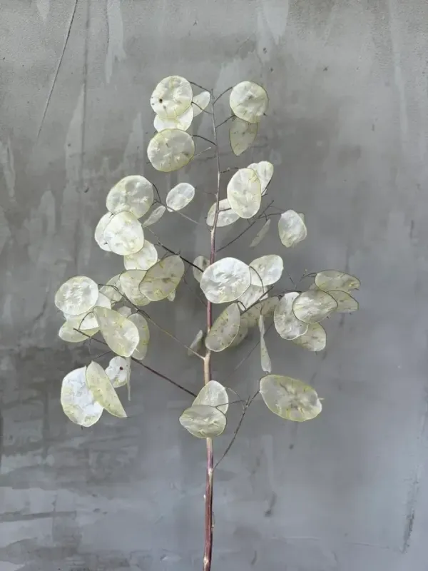 Насіння Лунарія Суміш 0,1 г