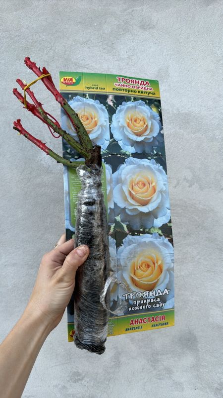 Саджанці троянди Романтік Антік (Romantic Antique)