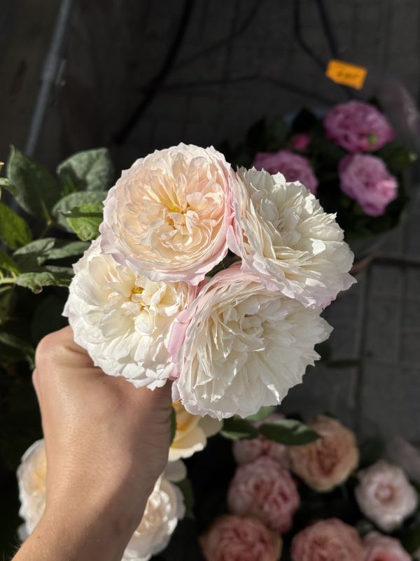 Саджанці троянди Констанс Constance)