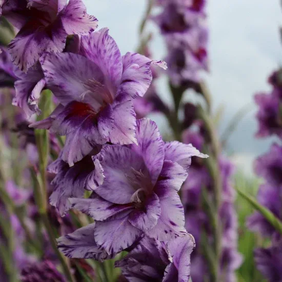 Гладіолус Passos (12-14)