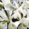 Ірис карликовий Frozen Planet (reticulata) 3 шт в упаковці