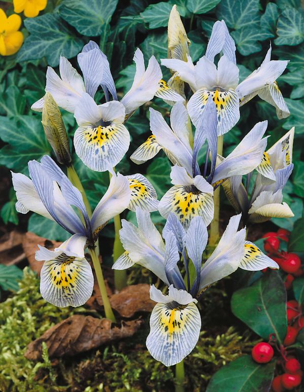 Ірис карликовий Frozen Planet (reticulata) 3 шт в упаковці