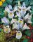 Ірис карликовий Frozen Planet (reticulata) 3 шт в упаковці