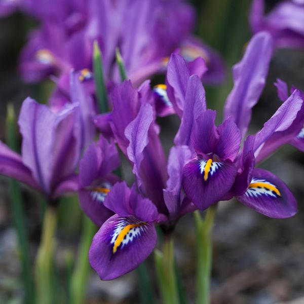 Ірис карликовий  J.S. Dijt (reticulata) 3 шт в упаковці