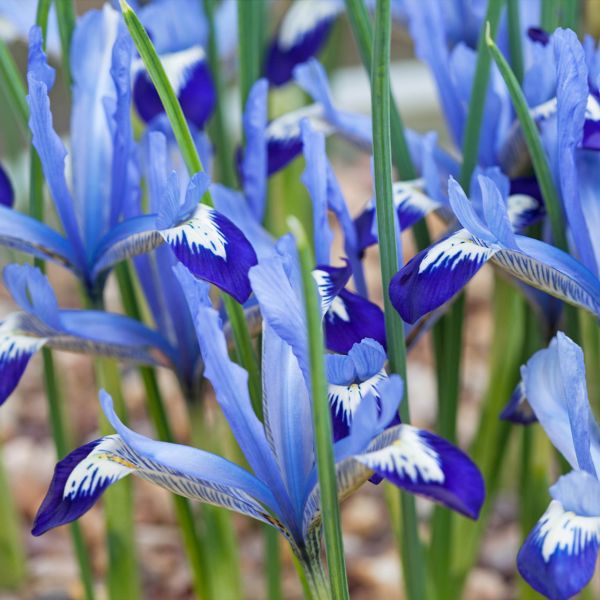 Ірис карликовий Clairette (reticulata) 3 шт в упаковці