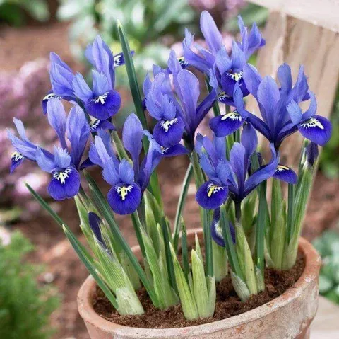 Ірис карликовий Harmony (reticulata) 3 шт в упаковці