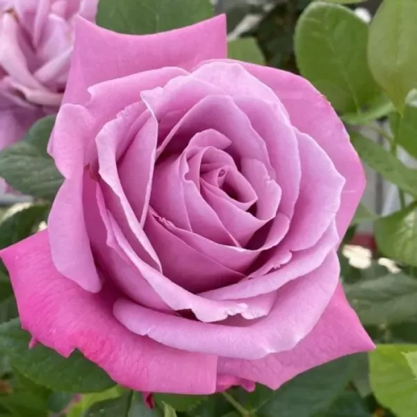 Саджанці троянди чайно-гібридної  Блю Парфюм (Blue Parfum)