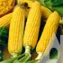 Кукурудза цукрова Веракрус F1, 50 шт