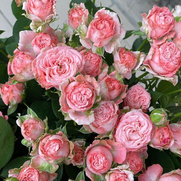 Саджанці троянди - спрей Мадам батерфляй ( Madame Butterfly)