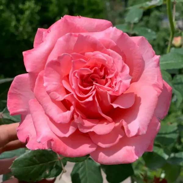 Саджанці троянди паркової Лорен Каброль (Laurent Cabrol)