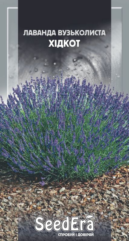 Насіння Лаванди Вузьколиста Хідкот0.1 г