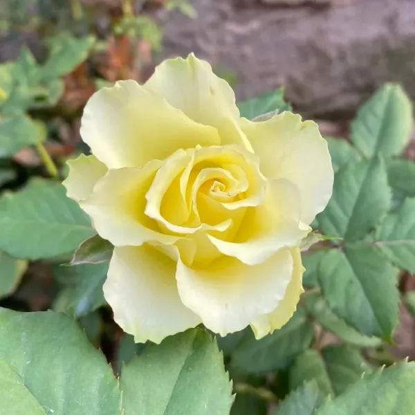 Саджанці троянди чайно гібридної Лімбо (LImbo)